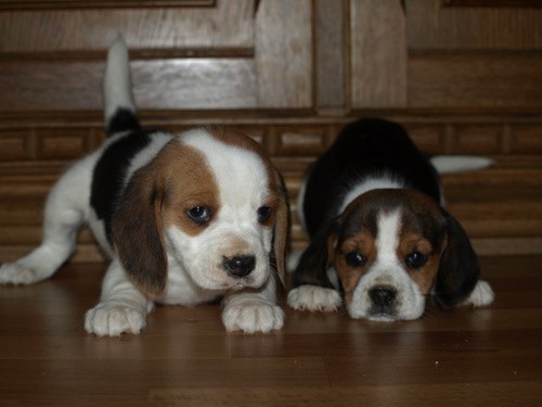 b�gl beagle