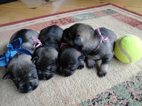 Prod�m �t��ata P+S - Brno