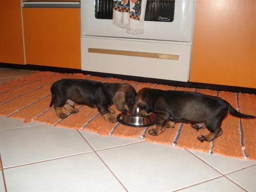 Jezev��k trpasli�� drsnosrst�