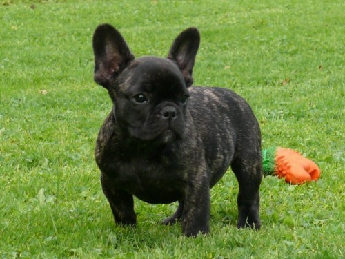 Francouzsk� buldo�ek 