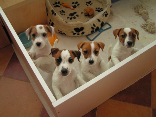 �t��ata Jack Russell Terrier s PP