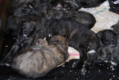 Irsk� vlkodav,, s PP - zahrani�n� kryt� - 