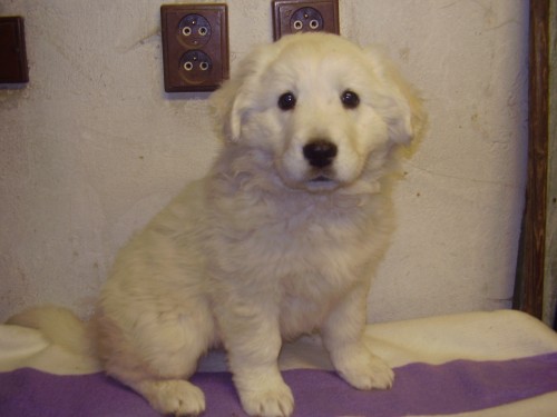 Slovensk� �uva�