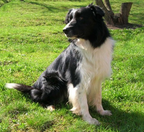 Nab�z�m ke kryt� chovn�ho psa Border Collie