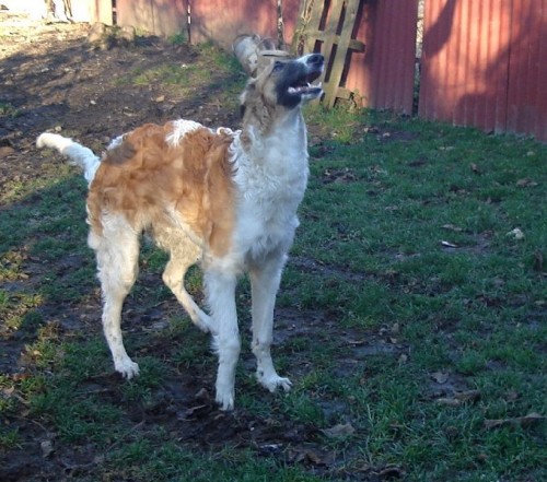 Posledn� voln� fenka barzoje