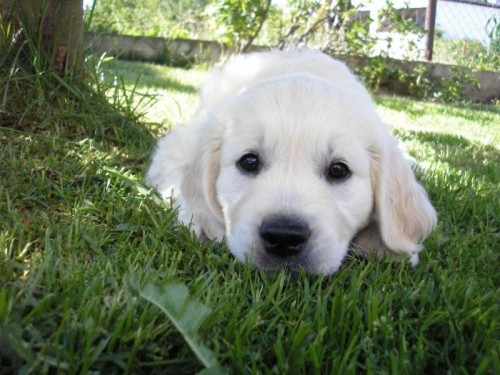 Zlat� retriever  - �t���tka