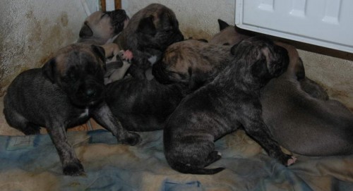 Kan�rsk� doga (Preso Canaria) �t��ata