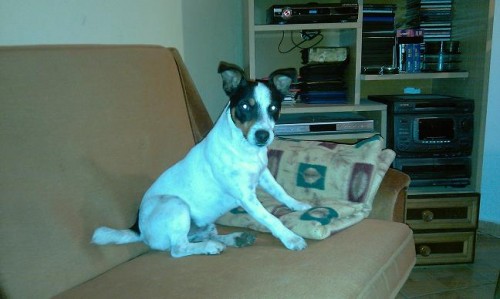 Prod�m JACK RUSSELL TERRIER