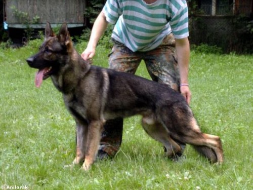 N�MECK� OV��K - NAB�DKA KRYT�