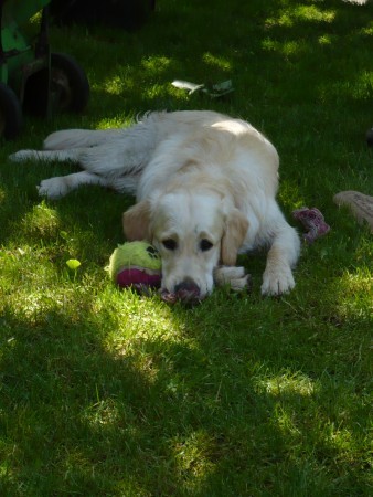 Hl�d�n� a ven�en� pejsk�