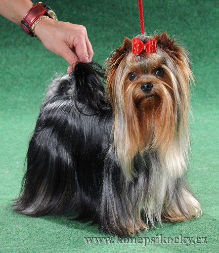 Jork��rsk� teri�r-�t�nata s PP