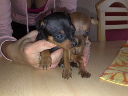 prod�m �t��ata Pra�sk�ho krysa��ka bez PP