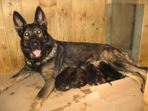 Tmav� vlko�ed� �t��ata NO s PP po v�born�ch pracovn�ch rodi��ch