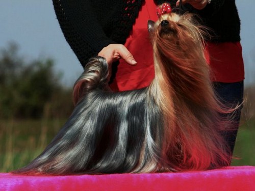 Jork��rsk� teri�r 