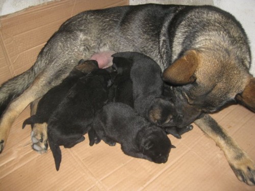 N�meck� ov��k �t�n�tka s PP