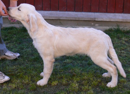 Fene�ka zlat� retr�vr s PP