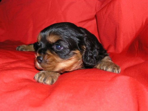 Pejsek Black and Tan