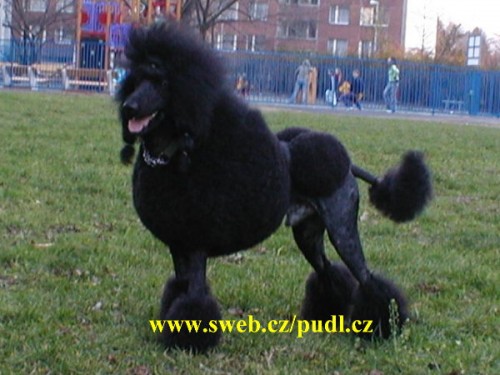 Pudl velk� kr�lovsk� �ern�