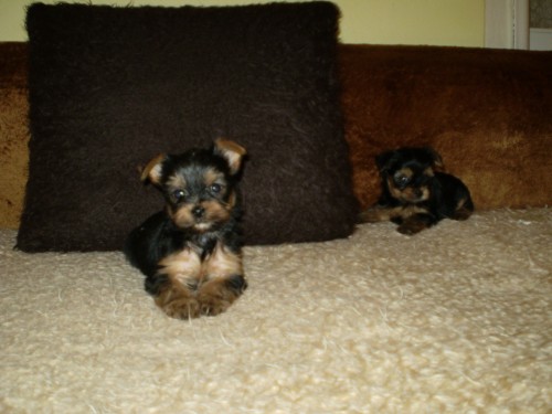 jork��rsk� terier