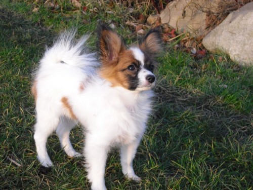 Prod�m �t���tko papillona - pejska s PP