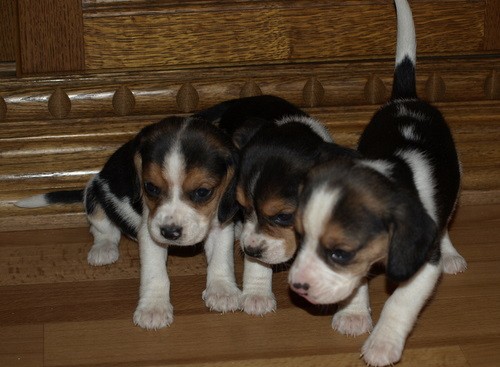 b�gl beagle