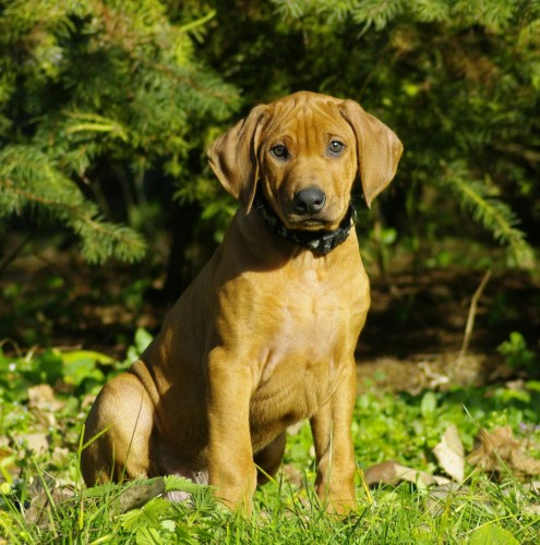 Rhodesian Ridgeback pejsek s PP  ihned k odb�ru