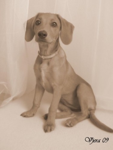 Hl�d�n�, v�cvik, socializace pejsk�