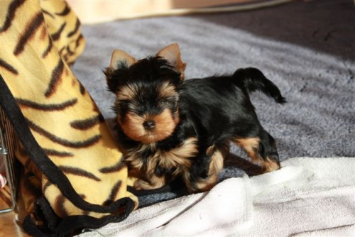 �t���tka jork��rsk�ch teri�r� s PP