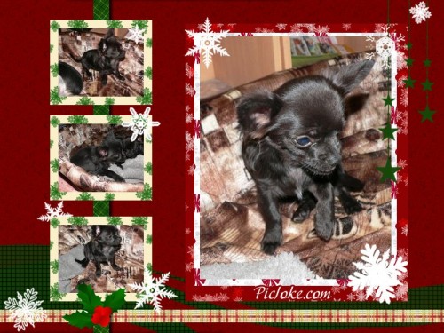 �ivava,V�no�n� d�rek