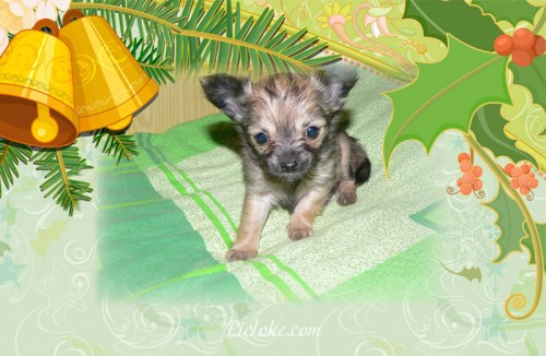 �ivava,V�no�n� d�rek