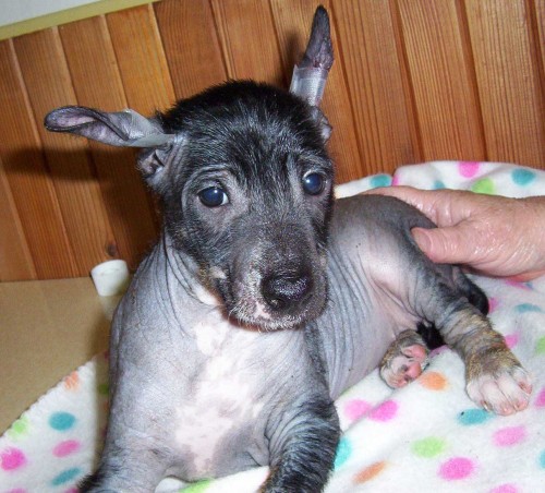 Prod�m �t��ata Peru�nsk�ch nah���