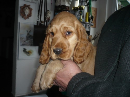 Anglick� kokr�pan�l bez PP