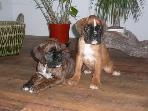 Boxer-�t��ata s PP