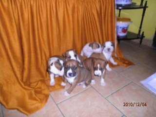 AST �t���tka s PP