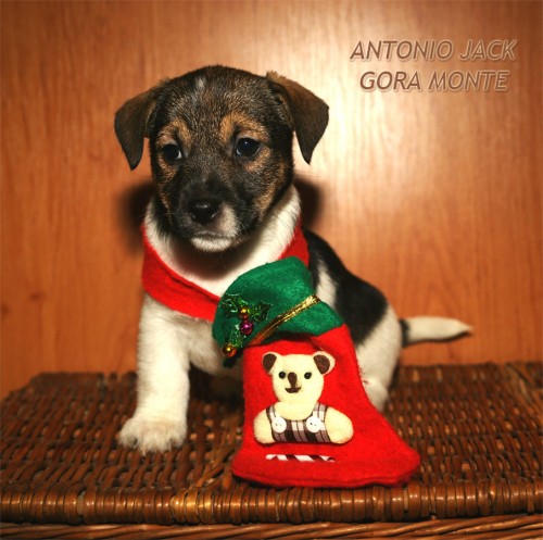 �t��ata JRT (jack russell teriera) s PP