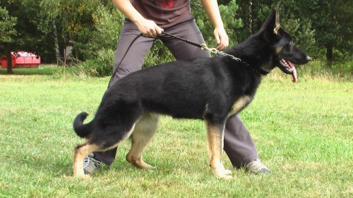 N�meck� ov��k - 2 let� fena