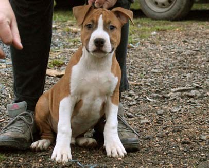 Americk� staford�irsk� teri�r �t�nata s PP