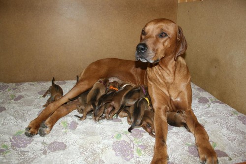 Rhodesian Ridgeback � �t��ata s PP