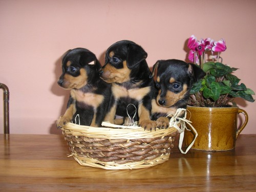 Pra�sk� krysa��k