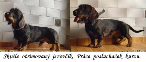 KURZY - St��h�n�, trimov�n� a �prava ps� - �ivnostensk� list