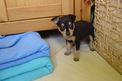 PROD�M KR�SN�HO,ZDRAV�HO PEJSKA S PP