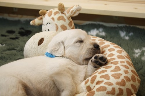 Zlat� retr�vr - �t���tka