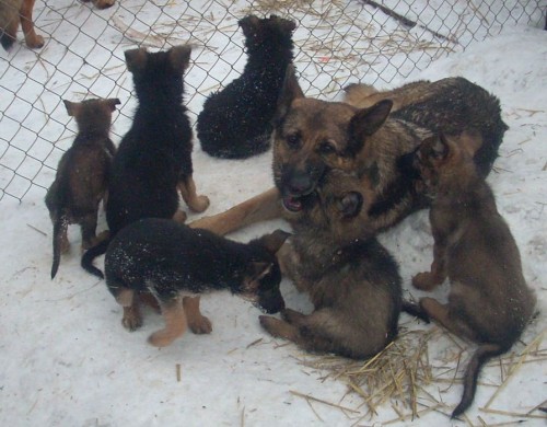 N�meck� ov��k