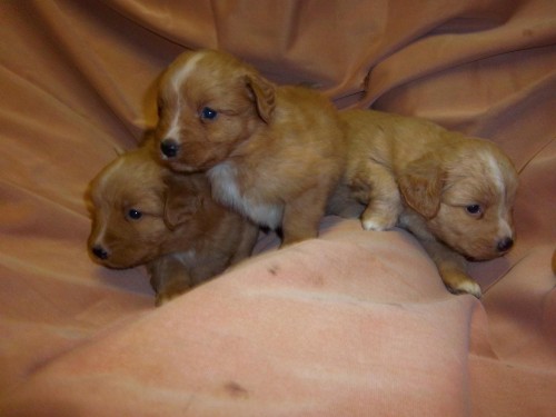 nejmen�� retr�vr