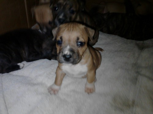 prod�m kr�sn� �t���tka amstafa