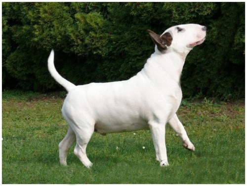 Bulterier � Bullterier 