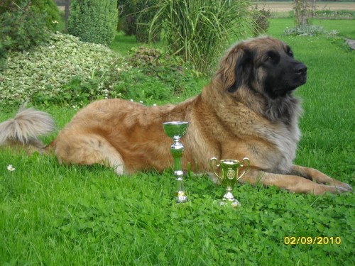 �t���tka Leonberger