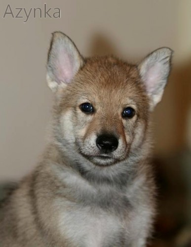 �t��ata �eskoslovensk� vl��k s PP 