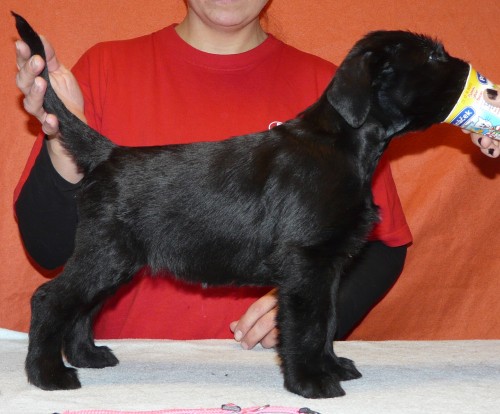 Kn�ra� velk� �ern� s PP