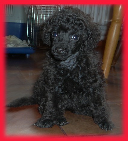 Pudl toy, trpasli�� �ern� s pp